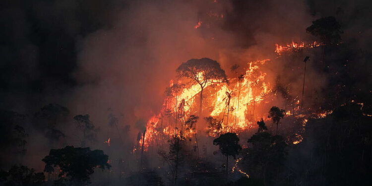 Amazônia enfrenta pior manejo florestal em 15 anos sob governo Lula